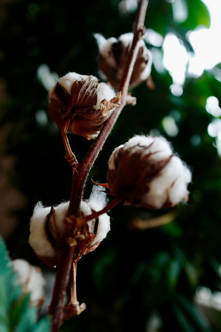 Eco-friendly cotton