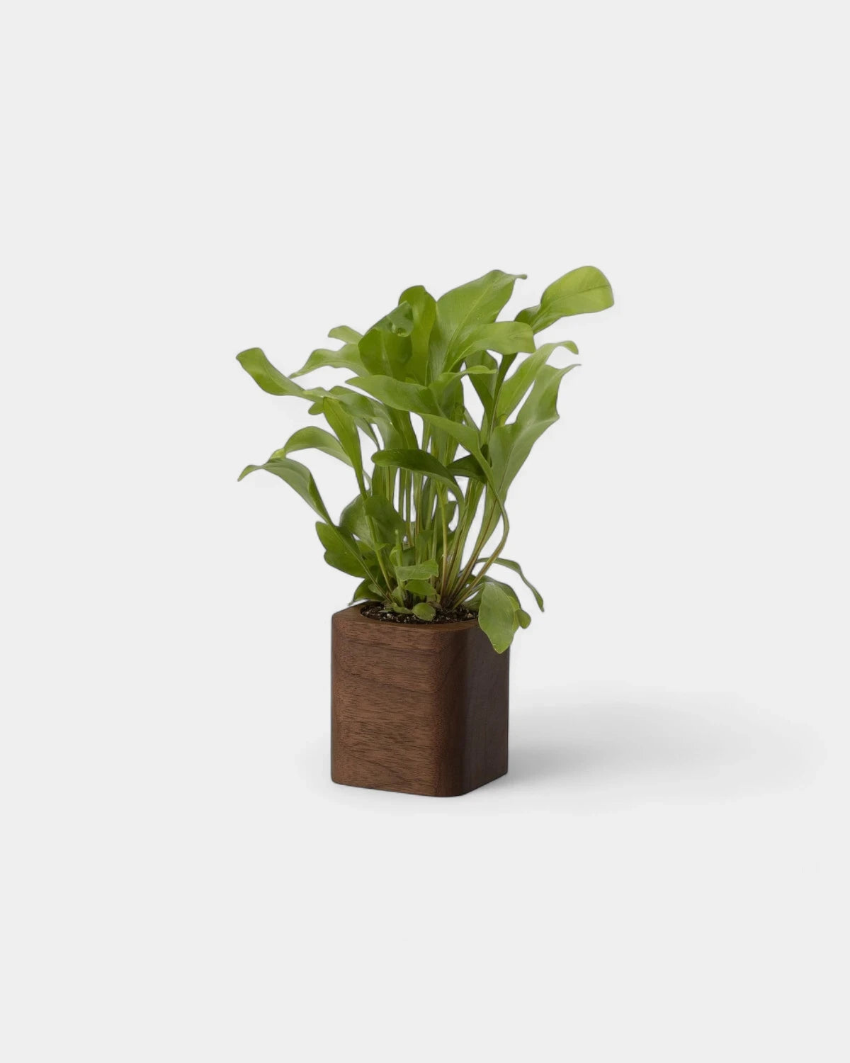 Customizable Cube Pot