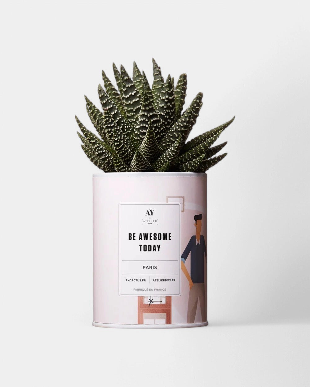100% Customizable Cactus - Ay Cactus