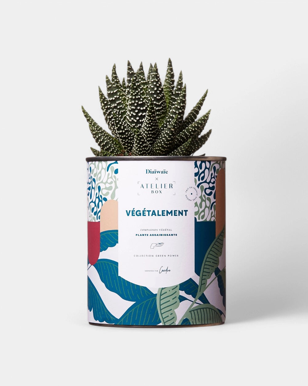 100% Customizable Cactus Diaiwaie