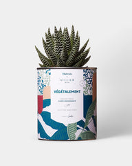 100% Customizable Cactus Diaiwaie