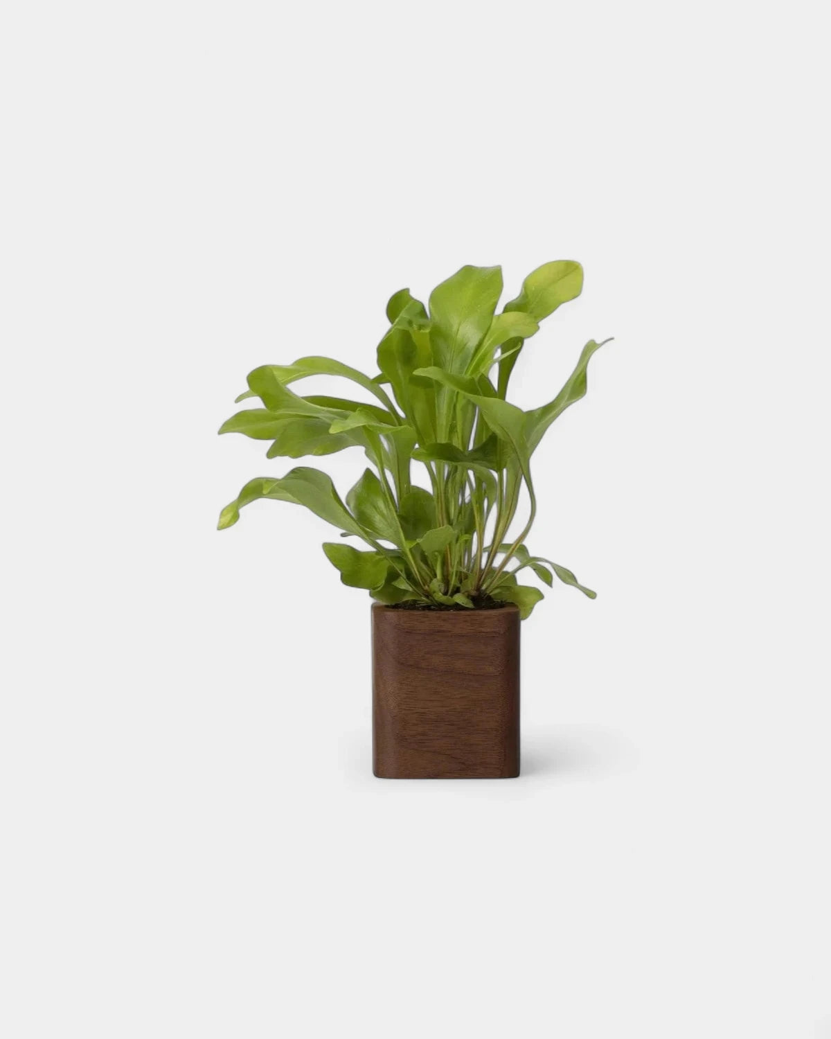 Customizable Cube Pot - 4