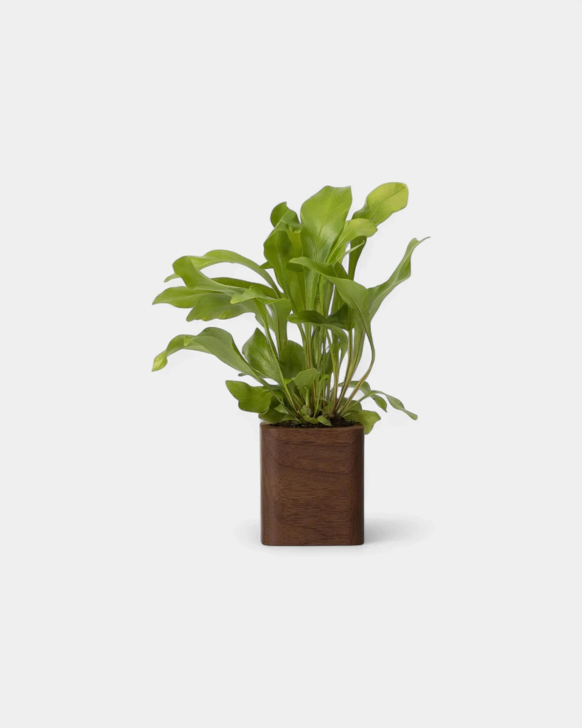 Customizable Cube Pot - 16
