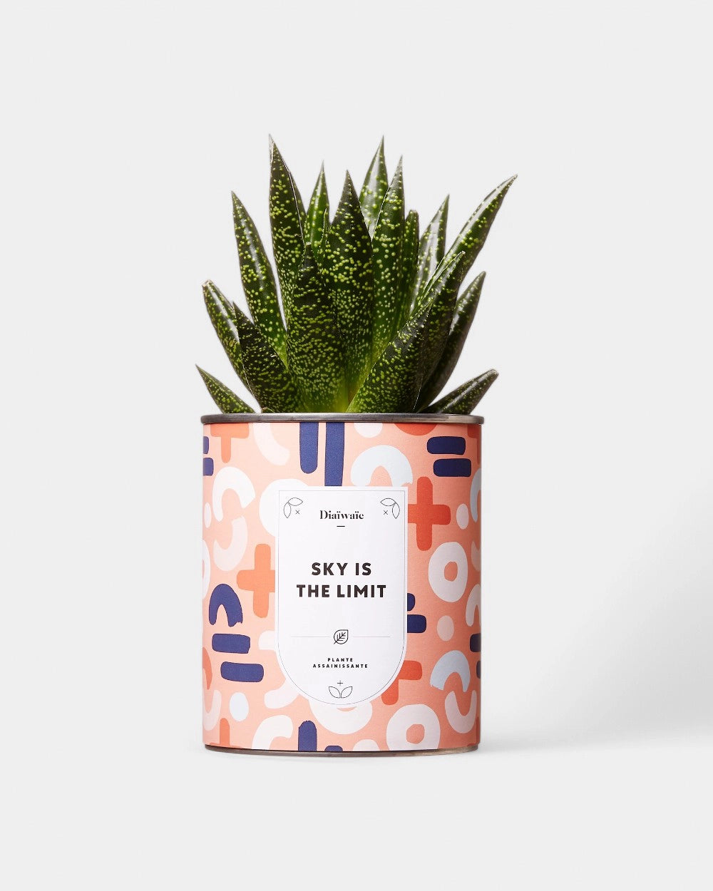 100% Customizable Cactus Diaiwaie