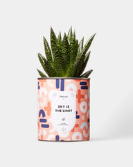 100% Customizable Cactus Diaiwaie
