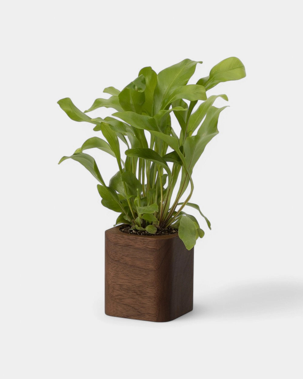 Customizable Cube Pot