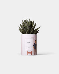 100% Customizable Cactus - Ay Cactus