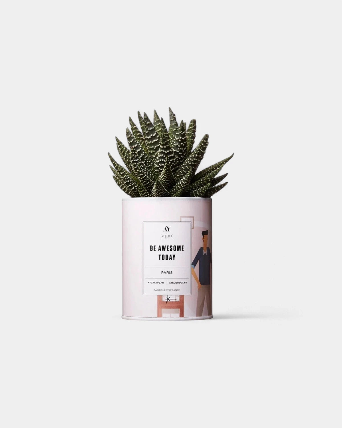 100% Customizable Cactus - Ay Cactus