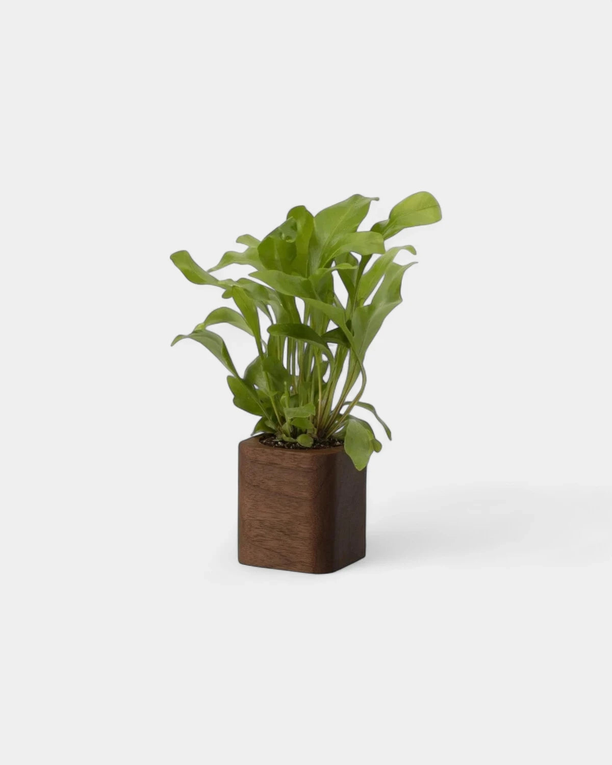 Customizable Cube Pot - 3